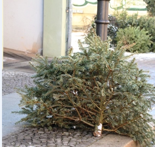 Weihnachtsbaum_Entsorgung