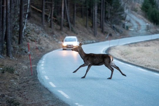 Ein Reh/Rentier flieht vor einem Auto auf einer Landstraße.