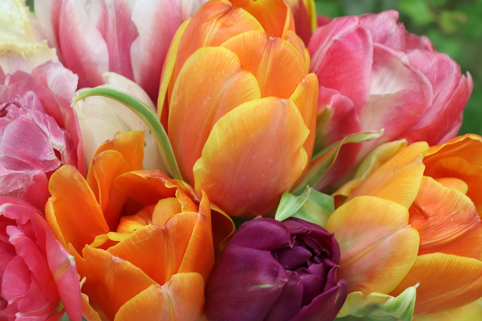 tulips-4026881_960_720